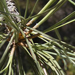 Torrey Pine Needles