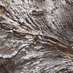 Sharp Bend in a Trunk