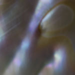 Freshwater Clam