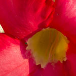 Adenium Obesum