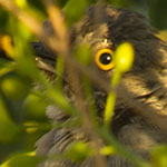 Mockingbird