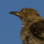 Mockingbird