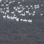 Arctic Geese