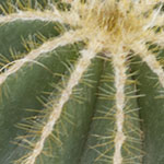 Cactus with Kids