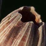 Barnacles