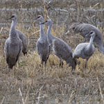 Sandhill Cranes