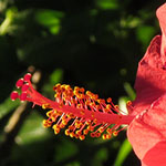 Hibiscus Flower