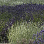Lavender Fields