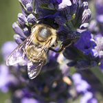 Bee on Lavender
