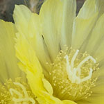 Yellow Cactus Flowers