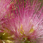Fairy-Duster-like Flowers