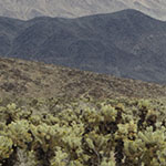 Cholla Forest