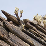 Tilted Strata