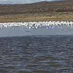Snow Geese