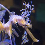 Sea-Dragon