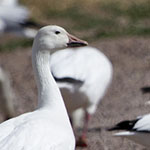 Snow Geese