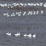 Snow Geese