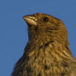 Female House Finch