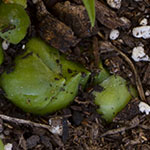 Easter Lily Bulb