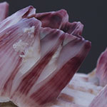 Barnacles