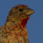Male House Finch