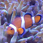 Clownfish
