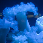 Sea Anemones