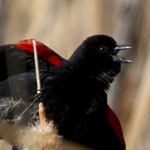 Redwing Blackbird