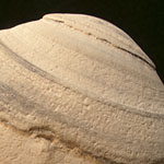 Clamshell