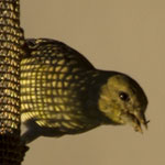Lesser Goldfinch