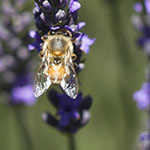 Bee on Lavender