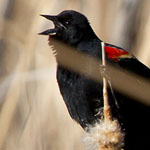 Blackbird, Sounding Off