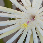 Epiphyllum