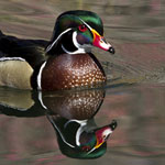 Duck on a Pond