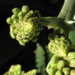 Aloe Buds