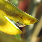 Yellow-Bird Seed Pods