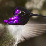 Costa's Hummingbird
