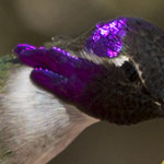 Costa's Hummingbird