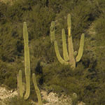 Saguaro Forest