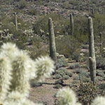 Cholla