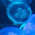 Moon Jellyfish
