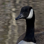 Canada Geese
