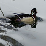 Duck and Op Art