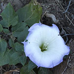 Datura