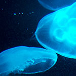 Moon Jellyfish