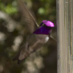 Hummingbirds