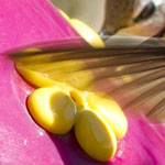Hummingbirds