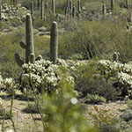 Cacti
