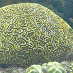 Brain Coral