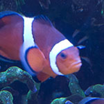 Clownfish